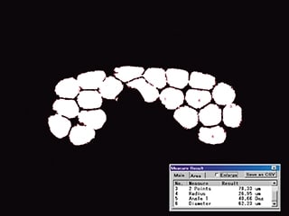 Misura automatica dell'area limitata alle sezioni trasversali dei fili (100x)
