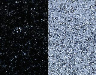 Osservazione di emulsioni con diverse condizioni di illuminazione