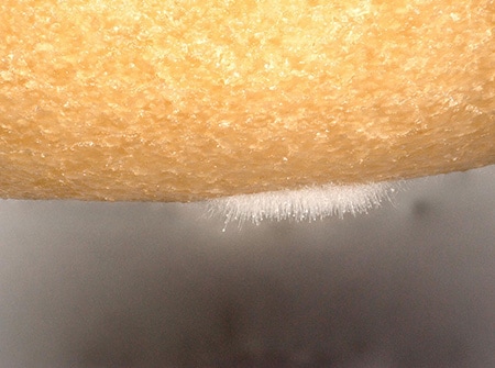 Osservazione della muffa su una ciambella con il microscopio digitale 4K Serie VHX